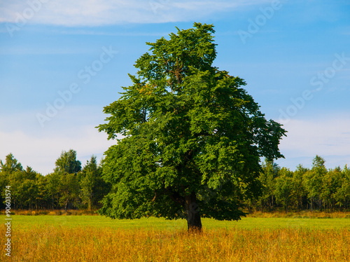 Tree in the middle of meadow