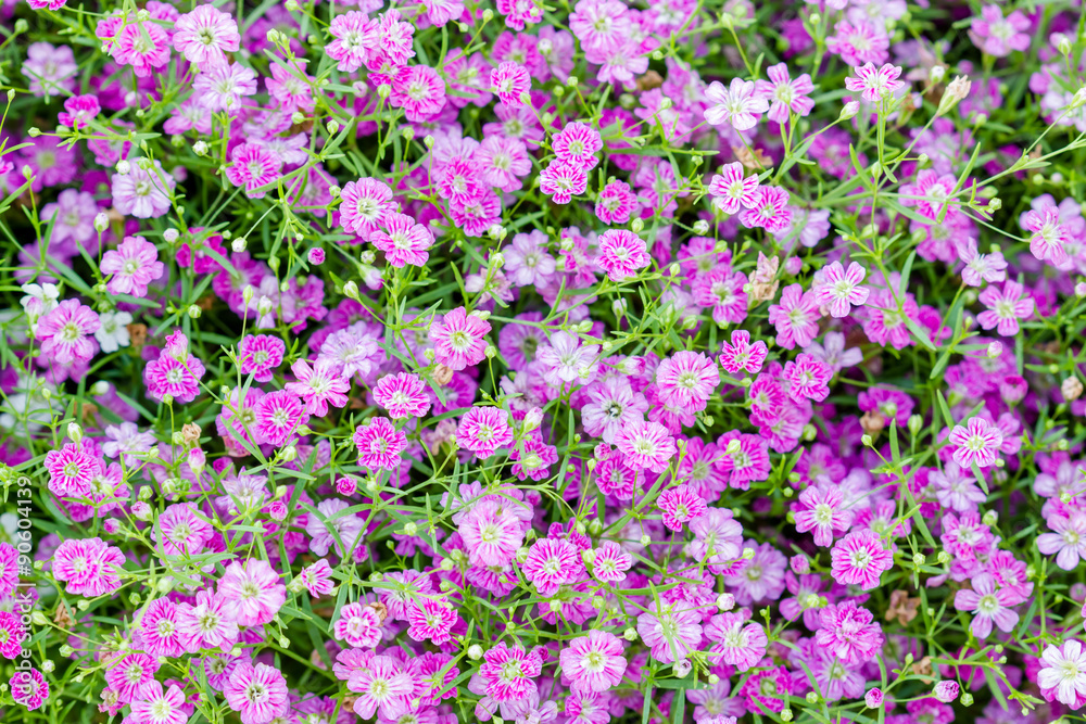 Background of little pink flowers blooming bush