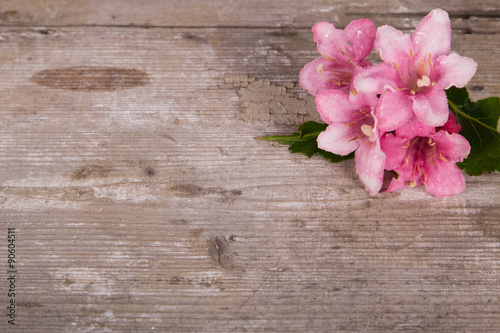 Spring flower on rustic  vintage wooden background