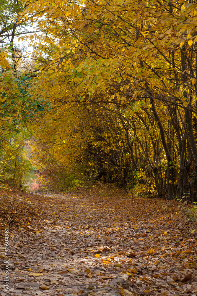 Fototapeta premium Autumn landscape