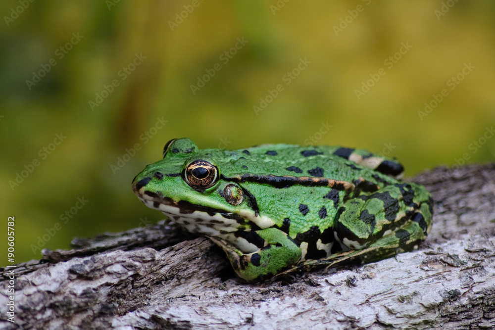 Teichfrosch auf einem Stück Holz sitzend Teichfrosch auf einem Stück Holz sitzend