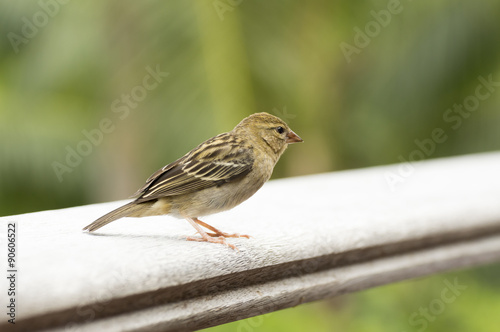 Female red fody, Foudia madagascariensis, Seychelles and Madagascar bird. Image taken in Praslin island, Seychelles. Male are are brightly coloured (red, yellow and black) and female are brown.