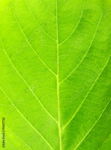 New Green leaf texture