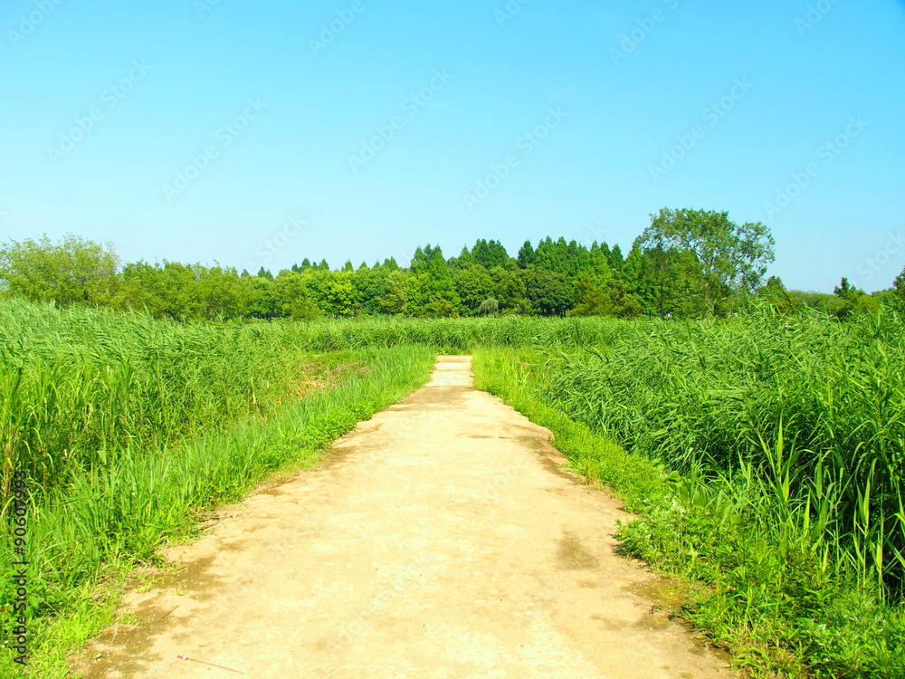 夏草の茂る道