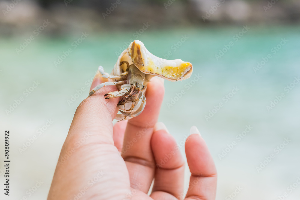 Hermit crab at a beautiful island in Thailand Hermit crab at a beautiful island in Thailand