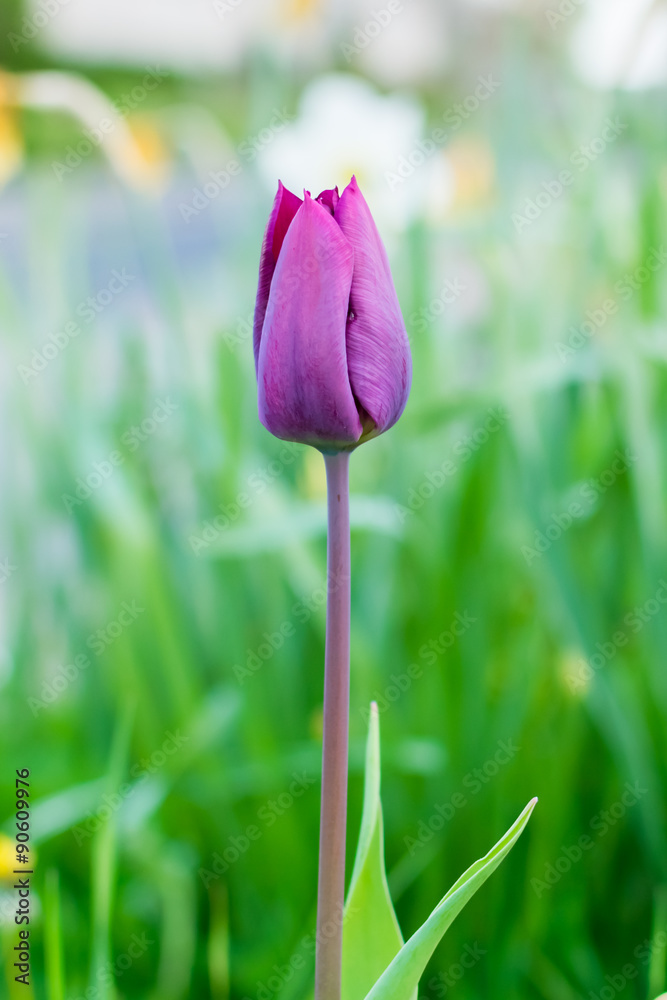 Single tulip in the park, cold evening Single tulip in the park, cold evening