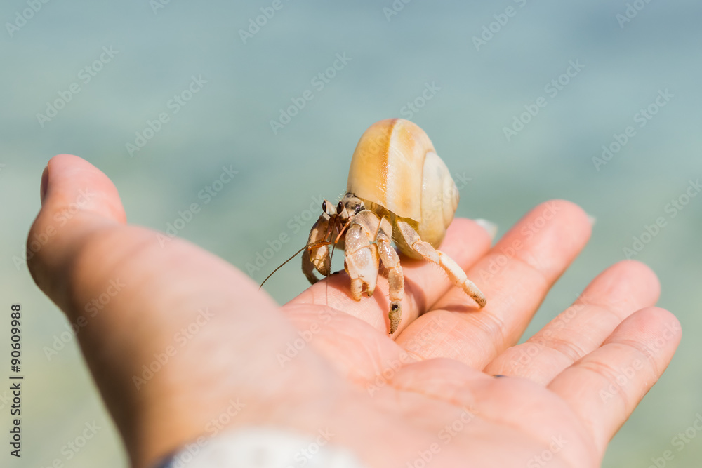 Hermit crab at a beautiful island in Thailand