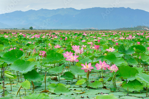 Vietnam flower, lotus flower, lotus pond