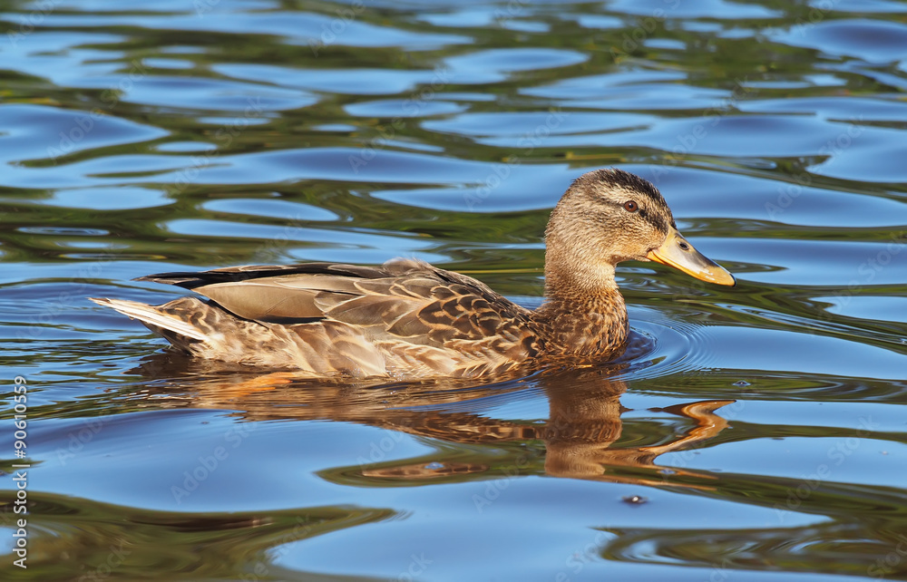 duck on the lake