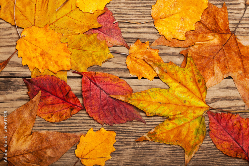 Dry autumn leaves on old plank