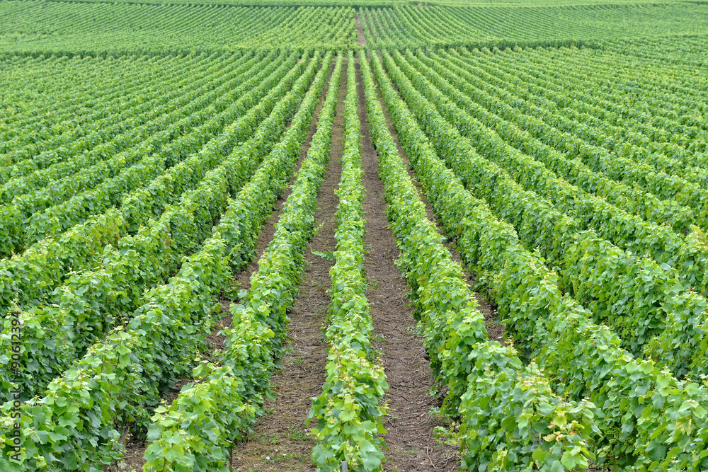 Typical agricultural landscape in Champagne-Ardenne, France Typical agricultural landscape in Champagne-Ardenne, France