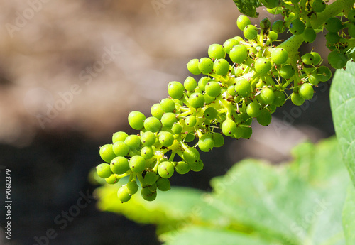 Jeune grappe de raisin dans le vignobles nantais à Vallet au printemps  photo