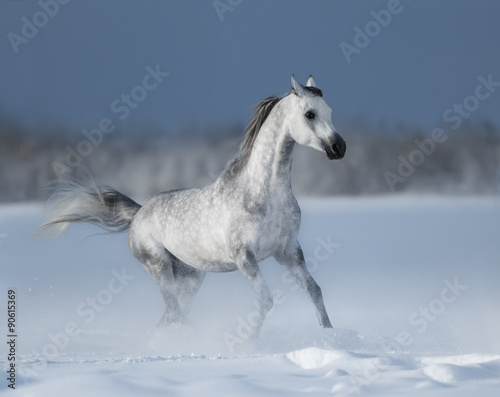 Grey arabian horse gallops on snow field