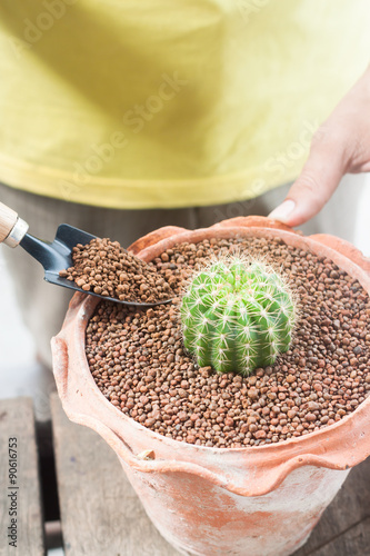 Gardening cactus in pot plants