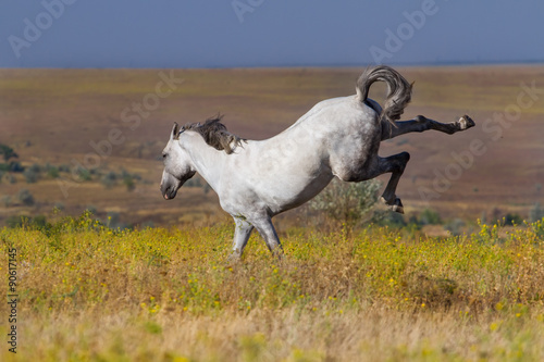 White horse in motion