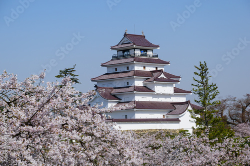 Cherry blossoms at the Tsuruga Castle in Aizuwakamatsu  Fukushima  Japan