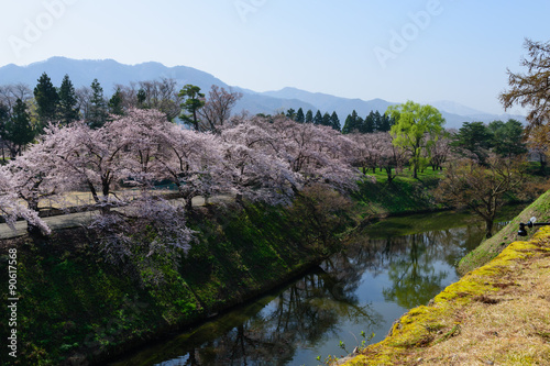 Cherry blossoms at the Tsuruga Castle Park in Aizuwakamatsu, Fukushima, Japan