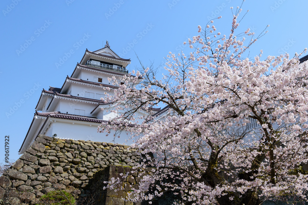 Cherry blossoms at the Tsuruga Castle in Aizuwakamatsu, Fukushima, Japan Cherry blossoms at the Tsuruga Castle in Aizuwakamatsu, Fukushima, Japan
