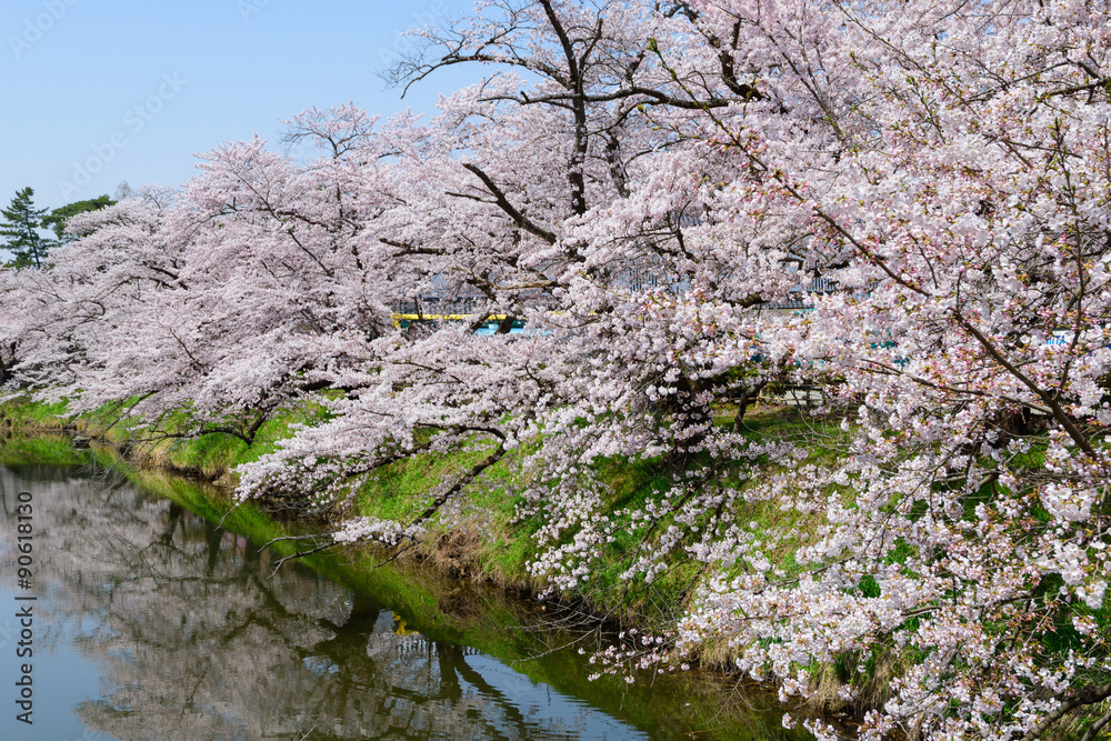 Cherry blossoms at the Tsuruga Castle Park in Aizuwakamatsu, Fukushima, Japan