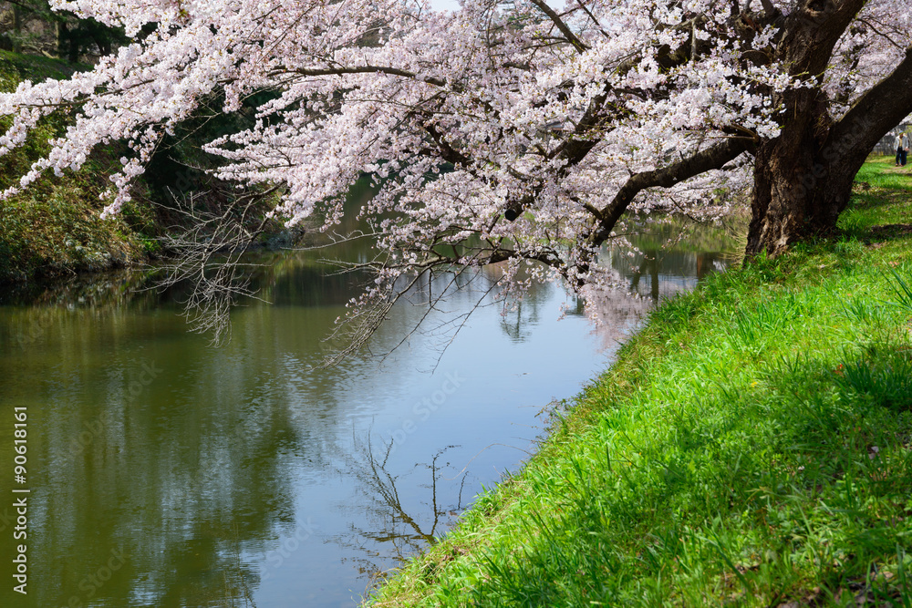 Cherry blossoms at the Tsuruga Castle Park in Aizuwakamatsu, Fukushima, Japan Cherry blossoms at the Tsuruga Castle Park in Aizuwakamatsu, Fukushima, Japan