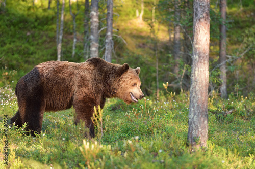 bear in forest at sunset
