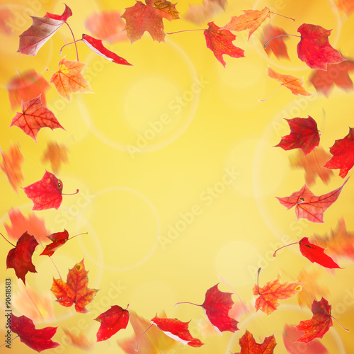 Frame from red falling autumn maple leaves on natural background.