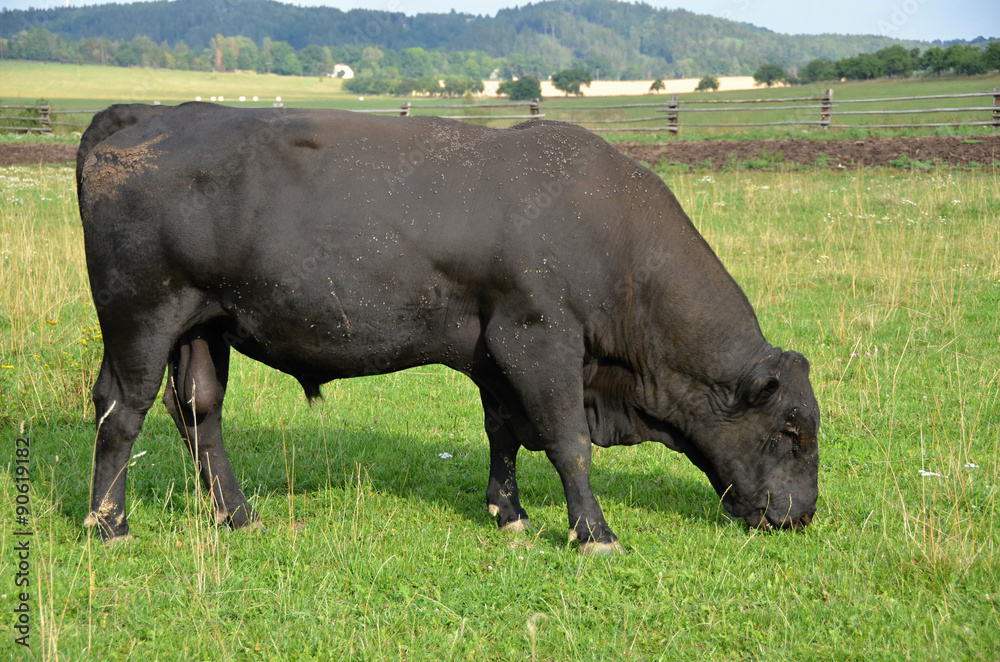 Aberdeen-Angus cattle  breeding bull grazing in the meadow