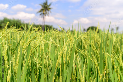 Close up of green rice paddy.