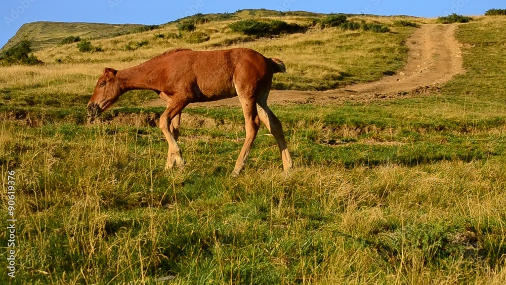 Foal lies in field, stands up and walks out of frame at dawn Foal lies in field, stands up and walks out of frame at dawn