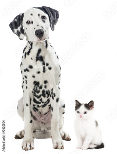Dalmatian black and white sitting dog and black and white kitten cat isolated on a white background #90620504