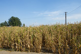 Tegoroczna susza na terenie Polski doprowadziła do dużych strat u rolników. Przyspieszone zostały żniwa. Kukurydza, którą kosi się jesienią, została ścięta już w sierpniu.