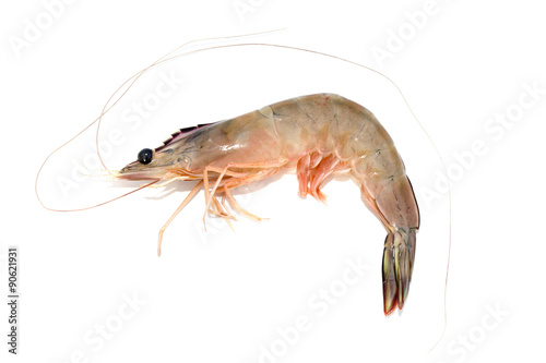 Fresh shrimp © saiyood