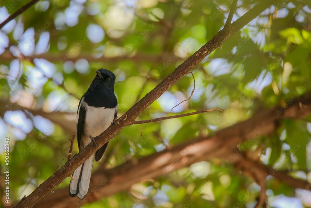 Oriental magpie robin bird can met in every park in Thailand Oriental magpie robin bird can met in every park in Thailand