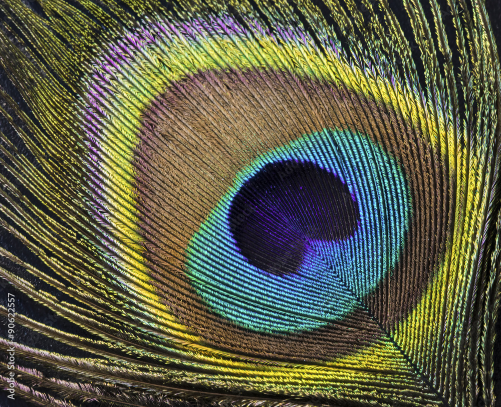 Fototapeta premium Tavus Kuşu Tüyü