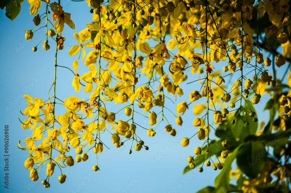 Obraz premium Cassia fistula