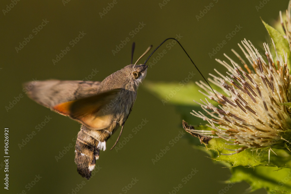 Taubenschwänzchen (Macroglossum stellatarum)
