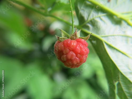 raspberry
