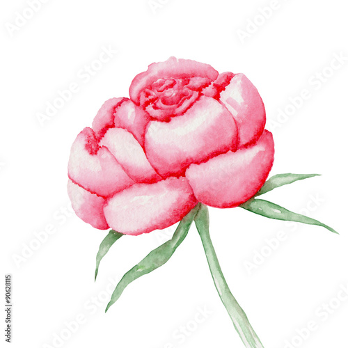 Isolated peony painted in watercolor on a white background