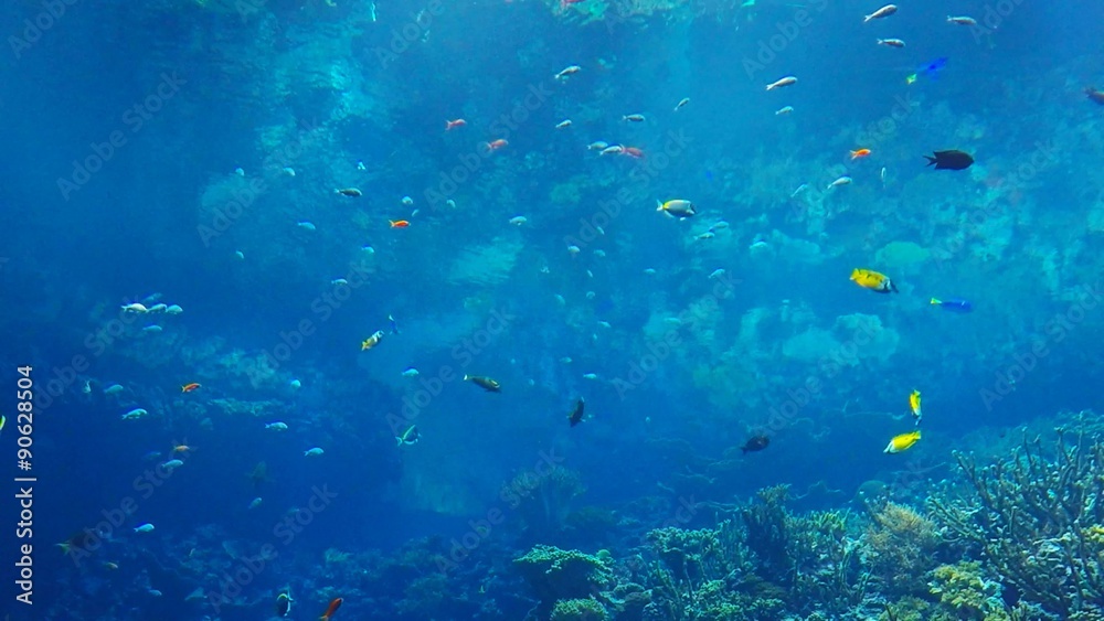 Colorful Fish swim in the ocean by a coral reef