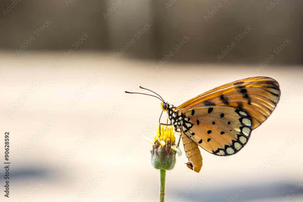 Obraz premium Closeup butterfly on flower