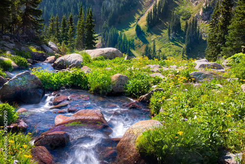 Boulder Creek Surrounded by Summer Wildflowers