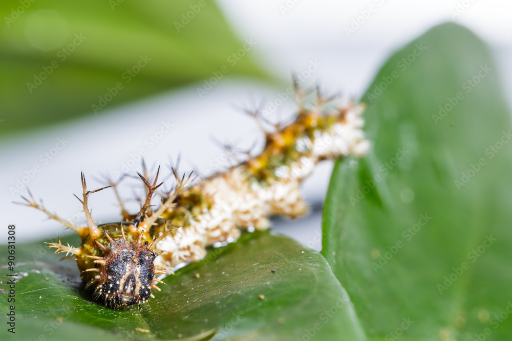 Fototapeta premium Caterpillar of black-veined sergeant butterfly