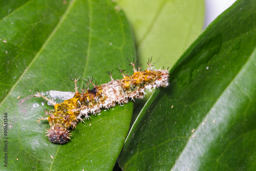 Naklejka premium Caterpillar of black-veined sergeant butterfly