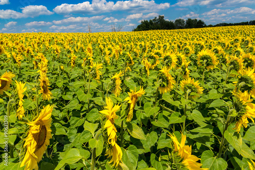 sun flowers field in Ukraine sunflowers