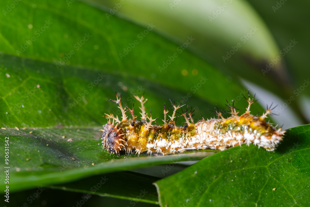 Caterpillar of black-veined sergeant butterfly Caterpillar of black-veined sergeant butterfly