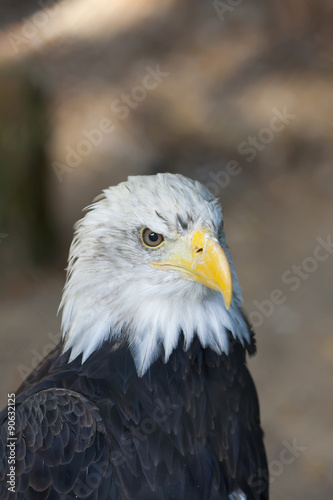 Portrait of an eagle