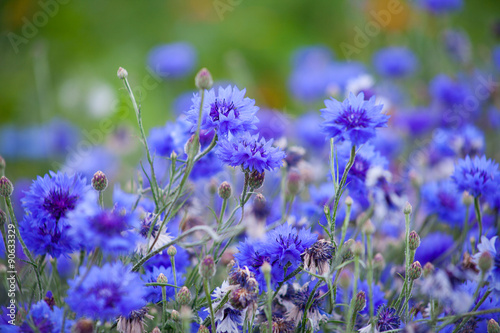 cornflower photo