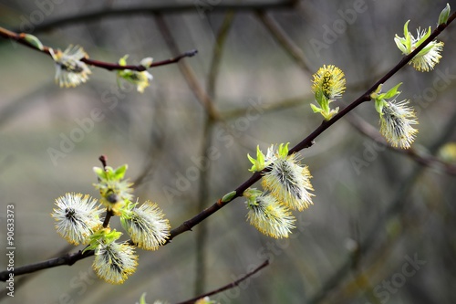Branche of pussy willow in early spring