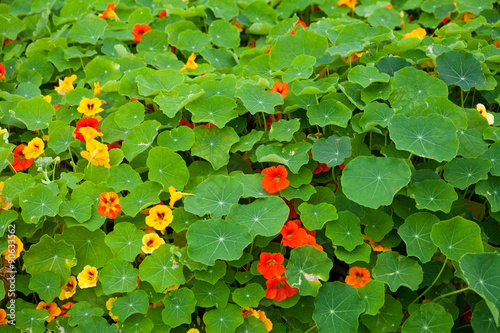 nasturtium photo