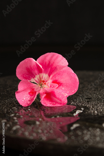 Fototapeta Naklejka Na Ścianę i Meble -  Geranium flower on black marble 